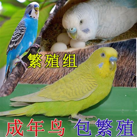 在宠物店出售的鹦鹉高清图片下载-正版图片503573824-摄图网