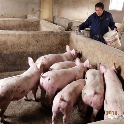 猪肉价格大涨 政府如何“宏观调控”_分析预测_中国保健养猪网