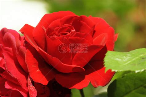 绿园枝头上的红玫瑰高清图片下载-正版图片503297041-摄图网