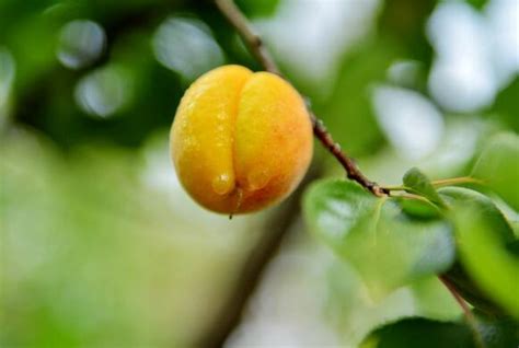 杏子什么时候成熟(6-7月份) 杏子的营养价值 - 鲜淘网