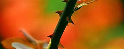 刺玫花花语是什么-绿宝园林网