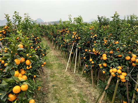 忠县柑橘生态与经济效益双丰收 - 上游新闻