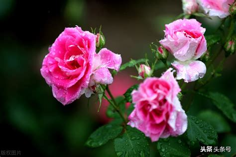 月季、蔷薇、玫瑰有区别，懂得1点，全都能养好，开花一茬茬