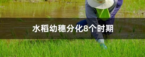 简单的水稻叶龄识别！