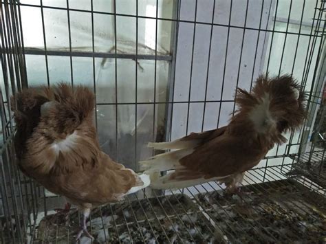 珍禽元宝鸽 鸽子养殖场种鸽观赏鸽 价格便宜-阿里巴巴