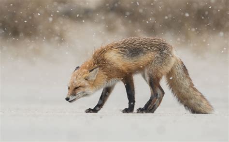 野生狐狸在白雪皑皑的风景中述说真实童话|狐狸|童话|赤狐_新浪新闻