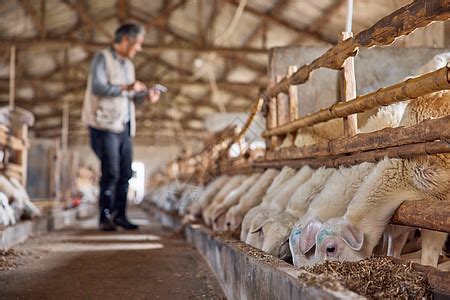 建设标准化养羊场的原则，羊舍面积应根据羊的数量和饲养方法而定 - 新三农