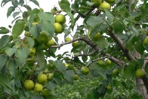 梨籽怎样种成小盆栽，附梨树的种植历史 - 农敢网