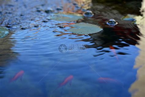 池塘里游泳的鲤鱼高清图片下载-正版图片501650735-摄图网