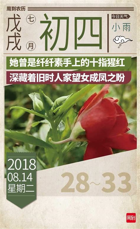 农历中国 | 七月初四 · 凤仙花 - 周到上海
