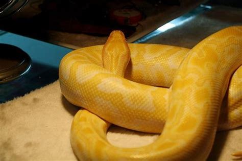 黄金蟒是什么品种的蛇 探访黄金蟒世界稀有蛇类的代表-四得网