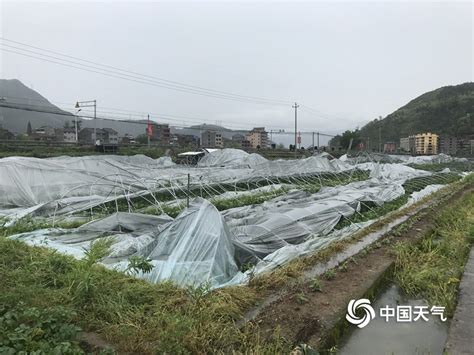 12级雷雨大风袭击浙江青田 大树被连根拔起-图片频道