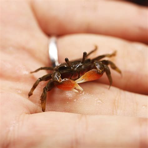 水果蟹可以在水里养吗,宠物水果蟹怎么养,水果蟹放多少水_大山谷图库