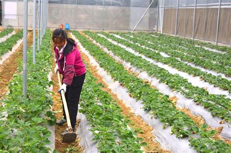 镜头丨30万株草莓穴盘扦插育苗完成 即将移栽定植