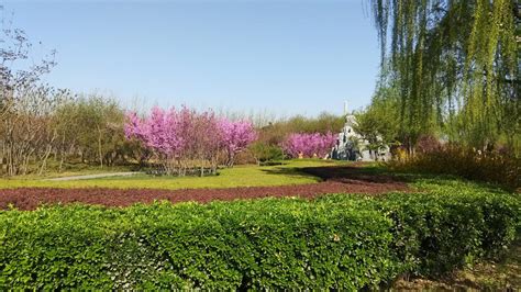 石家庄樱花公园：夏日里的一方万紫千红