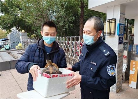 重庆小伙捡到乌龟交给民警 它竟是国家二级保护动物