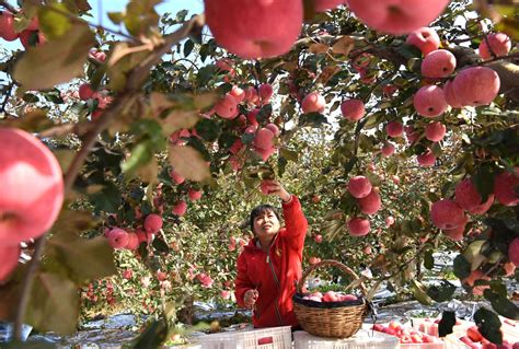 第十二届山东沂源苹果节暨“中国锶都”揭牌仪式11月5日举行