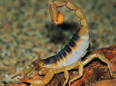 世界最大蝎子图片,上最大的蝎子图片,蝎子的图片大全大图_大山谷图库