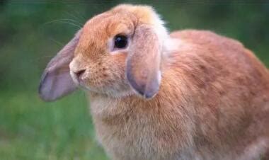 小兔子怎么分公母 如何辨别兔子的雌雄，看这个地方就知道了 | 说明书网