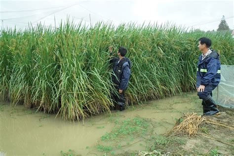 袁老的禾下乘凉梦实现了，中国成功试种巨型水稻，高度足足有2米 - 知乎