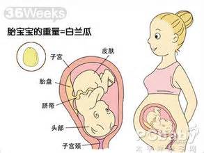 【怀孕9个月】怀孕九个月胎儿图_怀孕九个月吃什么好_怀孕九个月注意事项_亲子百科_太平洋亲子网
