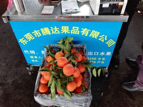 2018年东莞下桥水果批发市场代销蜜桔开始了 - 绿果网