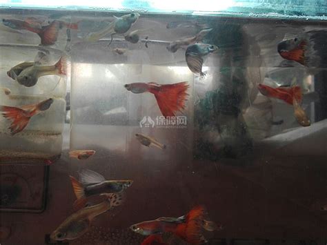 一组凤尾鱼在蓝色背景上漂浮高清图片下载-正版图片505834587-摄图网
