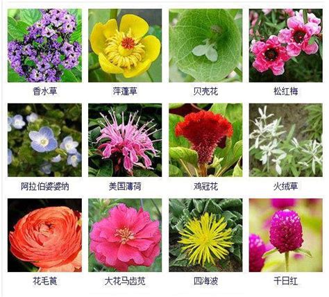 花卉名称图片介绍-花卉全部名称和图片