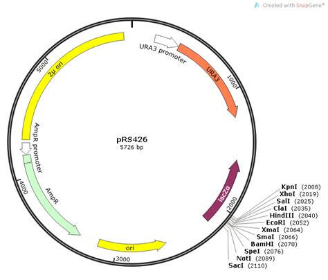 环状RNA （CircRNA）360度剖析 纽普生物