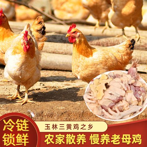 中国土鸡品种排行榜 - 惠农网