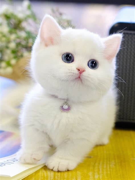 小猫的眼睛是什么颜色 小猫的眼睛是蓝色的_宠物百科 - 养宠客