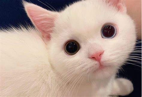 可爱白猫猫等你取名带回家！！_领养猫咪