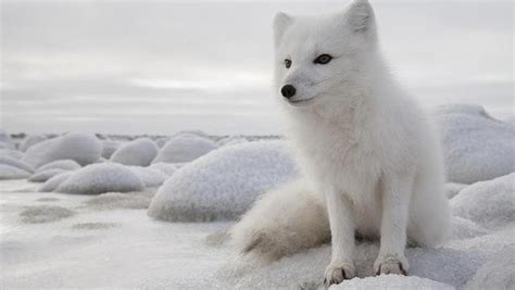 「北极狐/FJALLRAVEN品牌」北极狐/FJALLRAVEN是哪个国家的品牌-什么档次，怎么样-排行榜123网