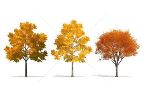 白色背景上的秋天的树木高清图片下载-正版图片600158970-摄图网