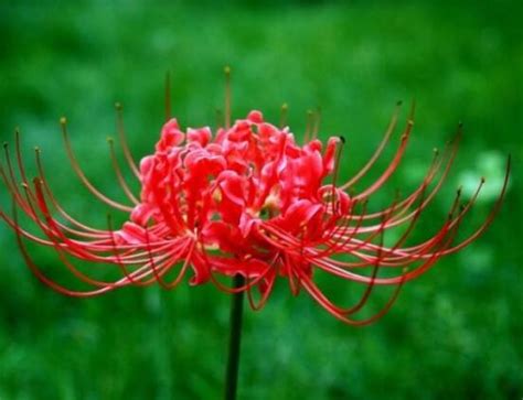彼岸花的花语是什么?彼岸花的寓意和象征-花卉百科-中国花木网