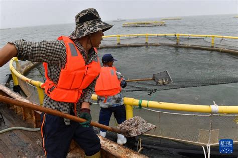 德州市陵城区安德街道金庄村：特色水产养殖掀起致富浪花凤凰网山东_凤凰网