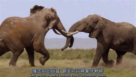 大象交配和打架 ，难得一见