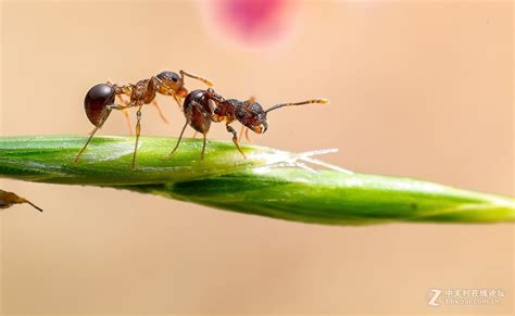 粒沟切叶蚁-中国昆虫生态-图片