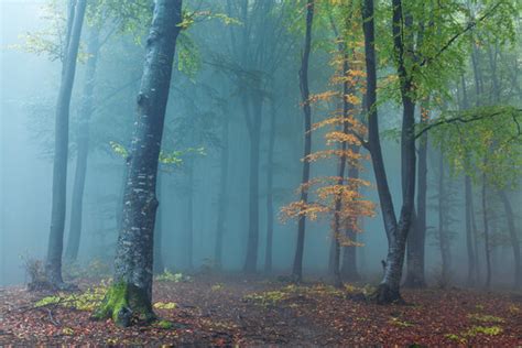 秋天雾气迷漫的迷雾森林,森林植被,自然风景,摄影素材,汇图网www.huitu.com