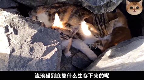 7只小猫住在石缝里，小奶猫饿得啃石头吃，好心人发现过来喂食！_腾讯视频