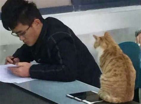 学生分享了猫咪监考的画面，引来了网友一片热议，直呼：不可思议|猫咪|学生|画面_新浪新闻