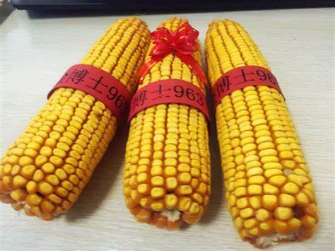 丰大611玉米品种是红轴吗