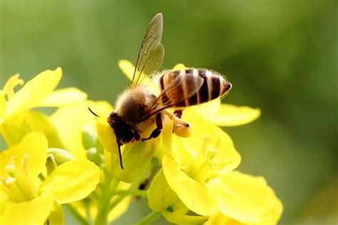 蜜蜂的物种分类，蜂种不同分工不同 - 新三农