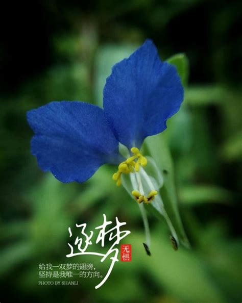 盛开的红玫瑰花美丽束象征着蓝色的爱高清图片下载-正版图片304082569-摄图网