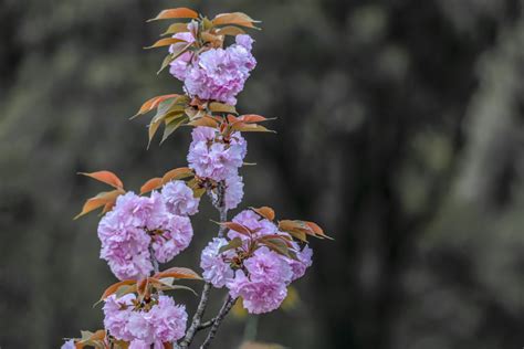 婴花图片