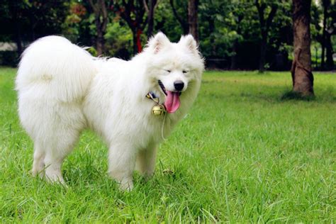纯种萨摩耶犬幼犬狗狗出售 宠物萨摩耶犬可支付宝交易 萨摩耶犬 /编号10109205 - 宝贝它