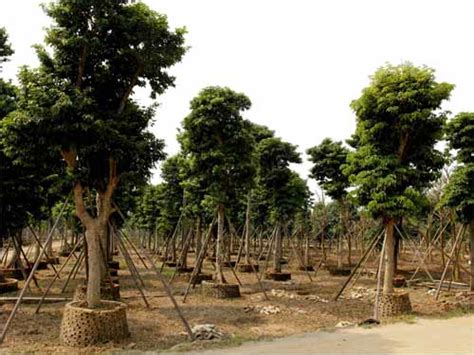 园林绿化工程系列——苗木如何采购与入库 - 知乎