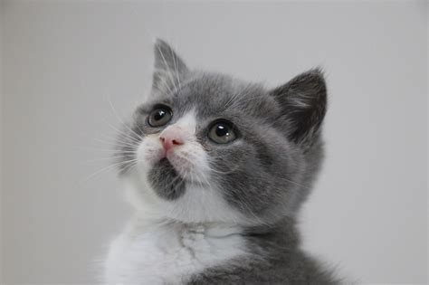 猫猫蓝白毛茸茸英短可爱摄影图配图高清摄影大图-千库网