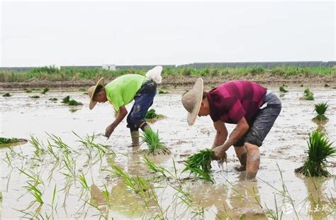 厉害！在迪拜沙漠中种出杂交水稻，袁隆平团队再创佳绩