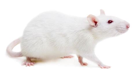 科学家发现刺激头发生长分子的方法:SCUBE3用小白鼠试验成功,毛发移植-8682赴韩整形网
